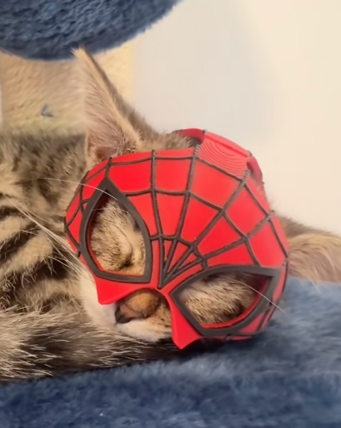 Spider cat hat